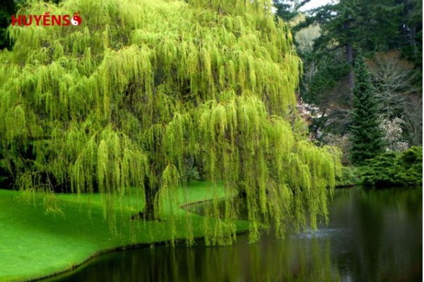 Người sinh năm 2002 mệnh gì hợp màu nào? Giải mã tử vi trọn đời chi tiết nhất