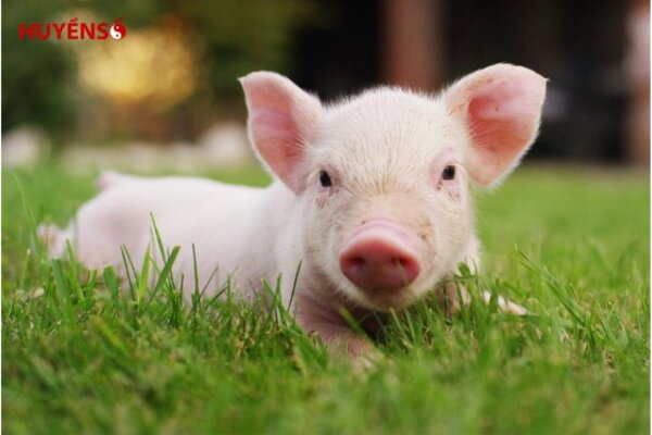 1995 Tam Tai năm nào? Giải thích dễ hiểu cho người tuổi Ất Hợi