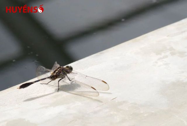 13 dấu hiệu báo hiệu điềm lành và điểm xấu khi thấy chuồn chuồn bay vào nhà