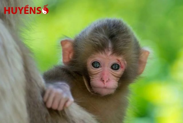 Tuổi Tý hợp với tuổi Thân
